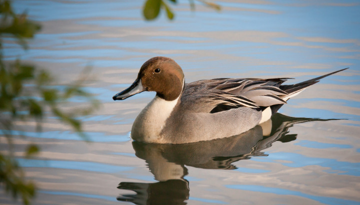 Les oiseaux hivernants